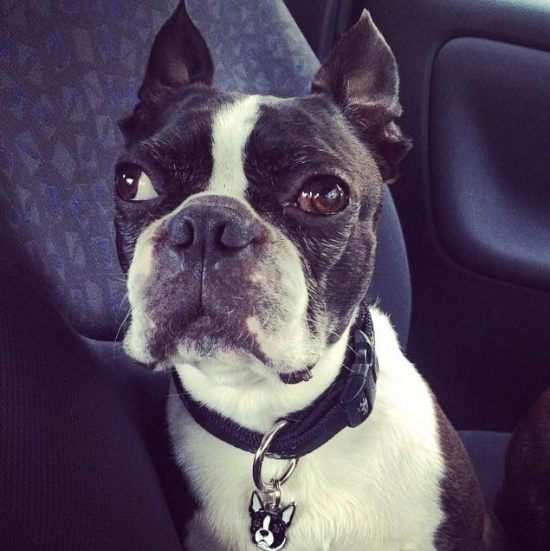 boston terrier boston xx.jpg